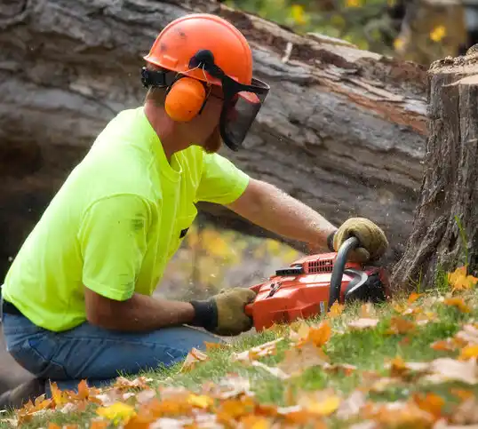 tree services Sunrise Beach